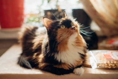 Üç renkli bir kedi, güneş ışığıyla çevrili bir masada oturuyor.