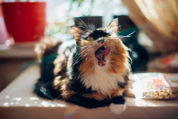 Gato Tricolor Senta Uma Mesa Luz Solar Contornada — Fotografia de Stock