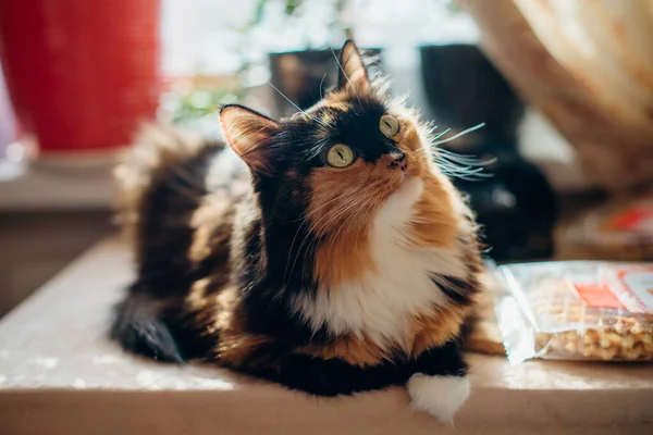 Gato Tricolor Senta Uma Mesa Luz Solar Contornada — Fotografia de Stock