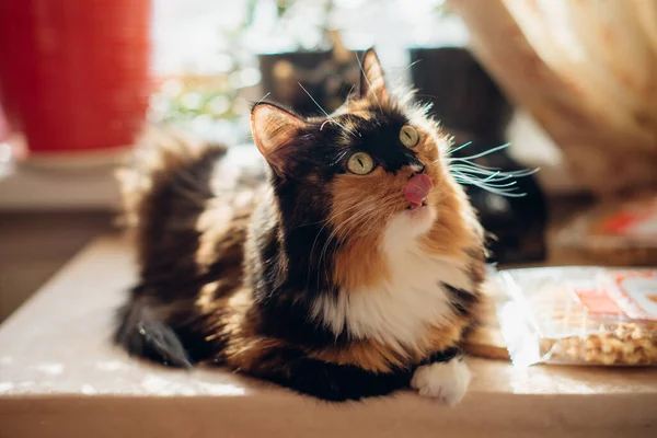 Gato Tricolor Senta Uma Mesa Luz Solar Contornada — Fotografia de Stock