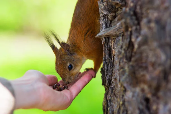 夏の風景、手リスはナッツを食べる。赤リスの手からナッツ類を食べる — ストック写真