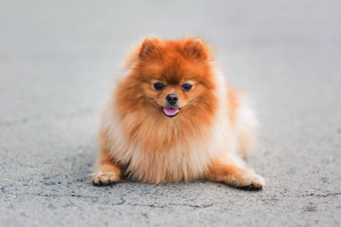 Şirin ve kabarık Pomeranian köpek parkta yürüyüş zevk
