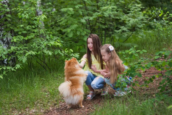 Duas amigas brincando com um cachorro em um parque de verão — Fotografia de Stock