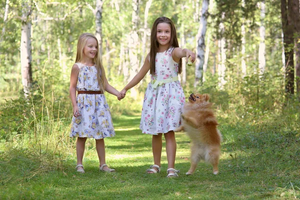 Dwóch przyjaciół spaceru po lesie z małym psem w letni dzień — Zdjęcie stockowe