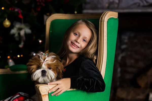 Young sweet smiling girl and two puppies Shih Tzu in a chair. Happy holiday, New Year and Christmas.
