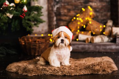 Mutlu yeni yıl, yılbaşı, köpek yavrusu shih tzu. tatil ve kutlama, evde beslenen hayvan içinde belgili tanımlık oda Noel ağacı. Köpek Noel Baba şapkalı.