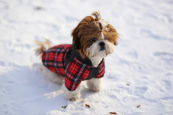 小狗在冬天的街道上穿着暖和的工作服 — 图库照片