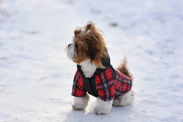 Wandelen Winter Buiten Pup Shih Tzu — Stockfoto