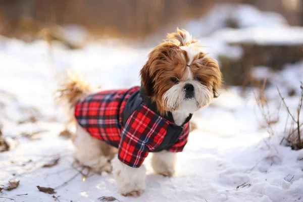 Szczeniak Shih Tzu Ciepły Kombinezon Ulicy Zimie — Zdjęcie stockowe