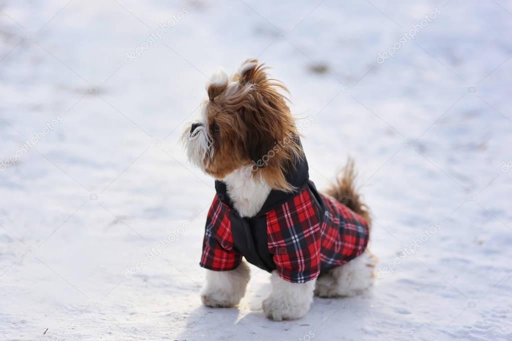 Walk in winter outdoors puppy Shih Tzu