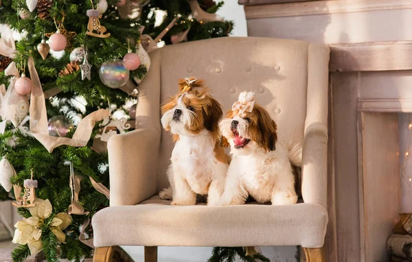 İki shih tzu puppy köpek Noel arka plan üzerinde. Yeni yıl köpekler. İki sevimli küçük köpekler.