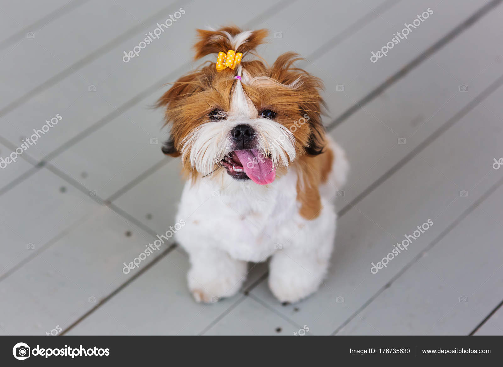 Little shih tzu sale