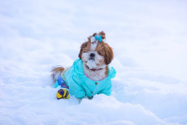 有活力的狗走在雪冬街道外面 — 图库照片