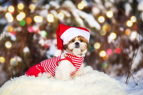 Dog Breed Shih Tzu Cap Santa Claus Red Clothes Winter — Stock Photo, Image