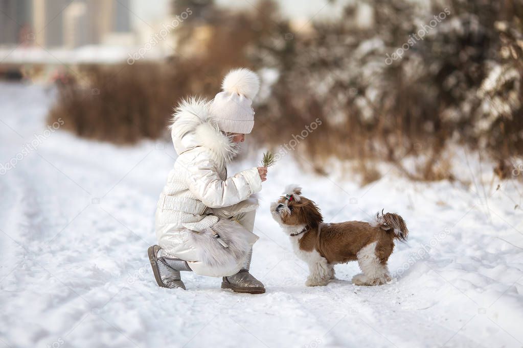 Girl training a little shih tzu puppy in the park in winter snowy day