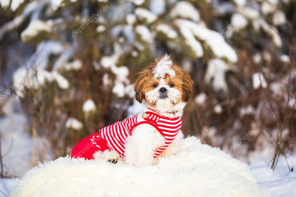 Cute fluffy puppy shih tzu with a Christmas hairpin on the background of winter snow forest.