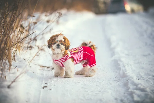 穿衣的西施小狗的雪园漫步 — 图库照片