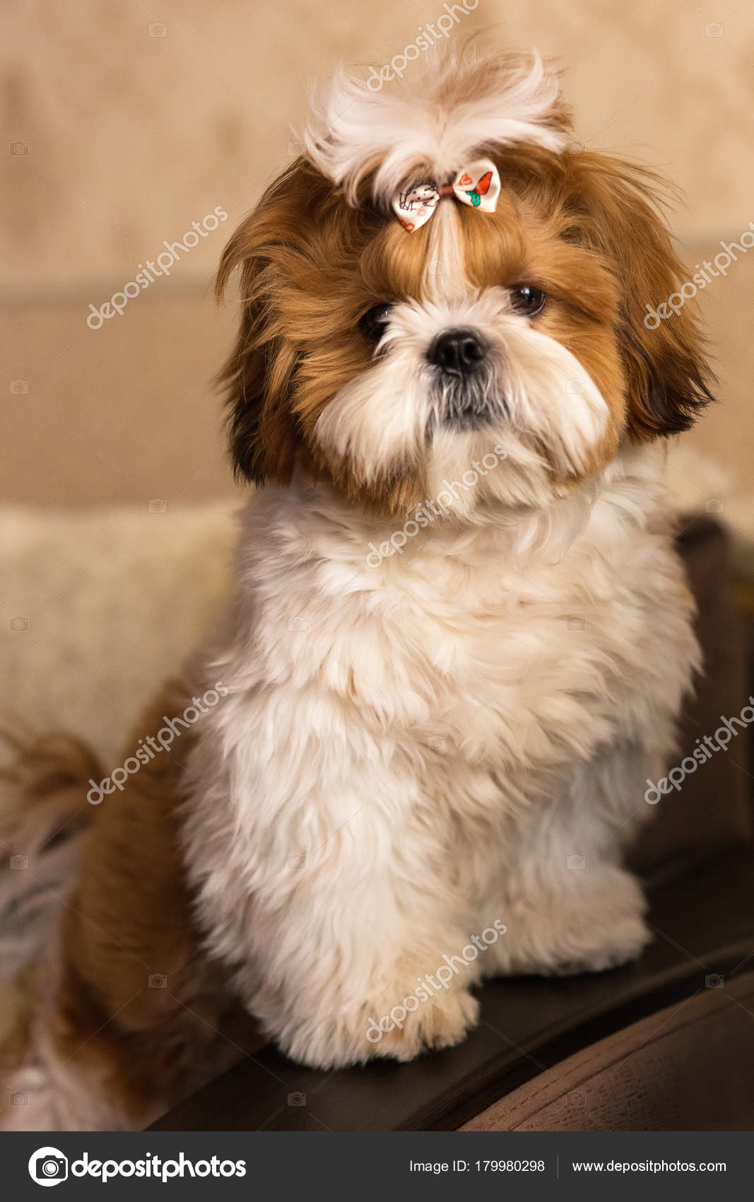 Portrait Cute Shih Tzu Dog Puppy Bow Stock Photo by ©viclin 179980298