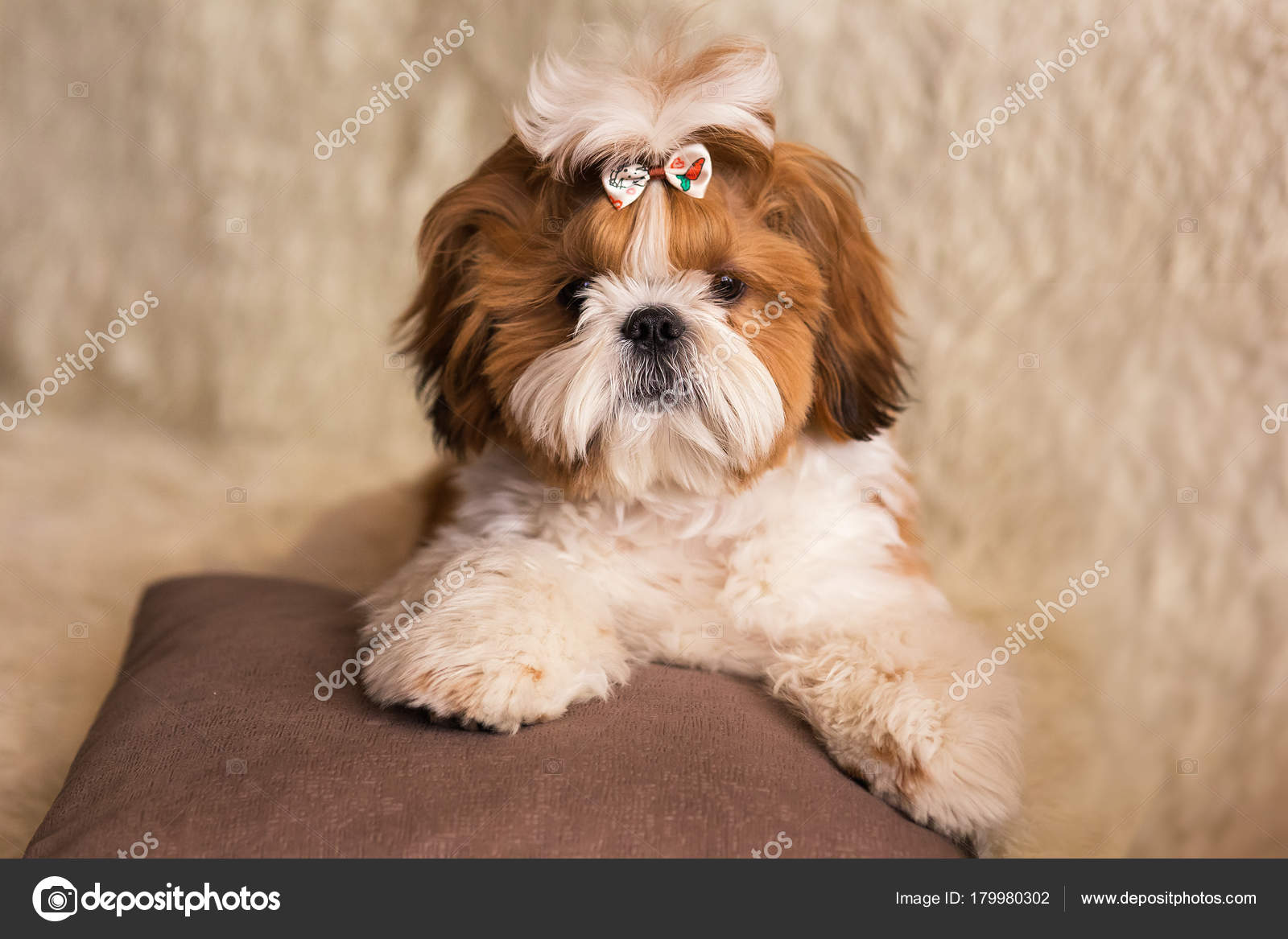 Portrait Cute Puppy Dog Shih Tzu Bow Lying Couch Home Stock Photo ...