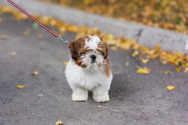 Portret Van Een Schattige Puppy Hond Shih Tzu — Stockfoto