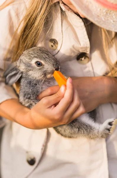 Χαριτωμένο Μικρό Κουνέλι Στα Χέρια Τρώει Καρότα — Φωτογραφία Αρχείου
