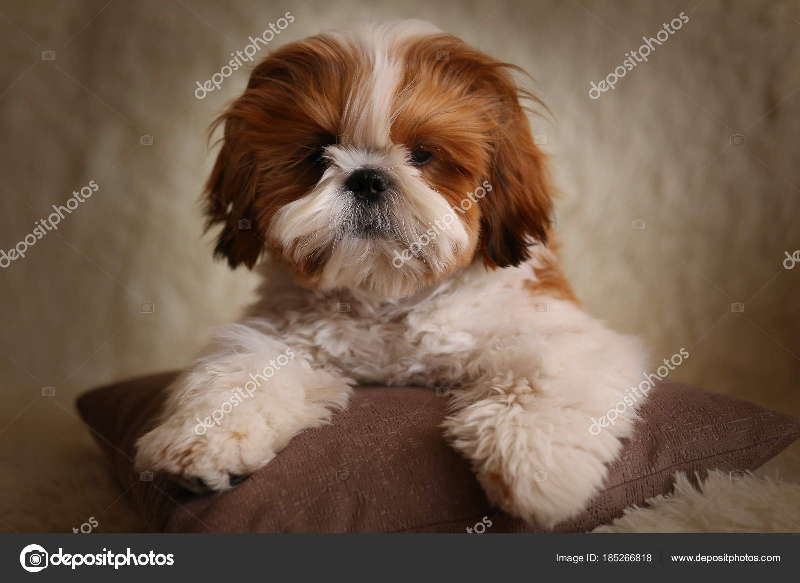 Portrait Mignon Petit Chiot Shih Tzu Shih Tzu Chien