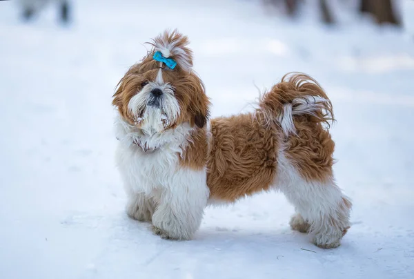 冬季雪林背景下的圣诞发夹可爱毛茸茸的小狗西施 — 图库照片