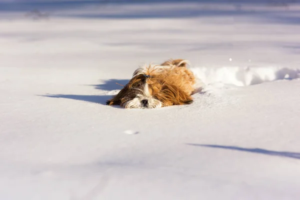 Portret Puszysty Słodkie Szczeniak Shih Tzu Leżącego Śniegu Lesie — Zdjęcie stockowe