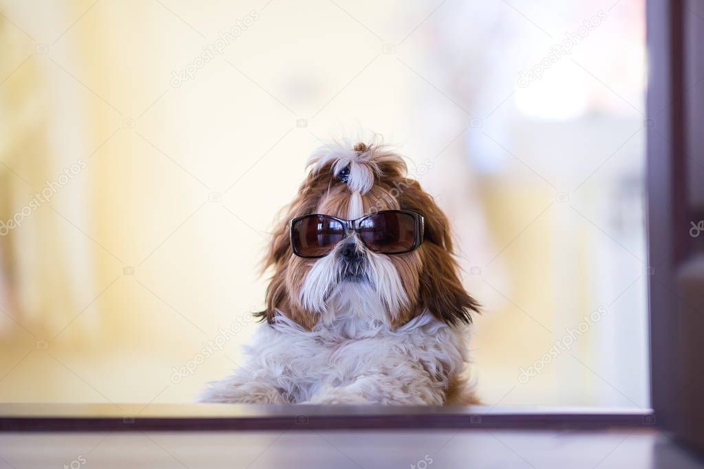 Portrait of a cute puppy dog shih tzu lying at home