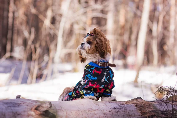 Cute puppy in overalls for a walk in the forest in the spring