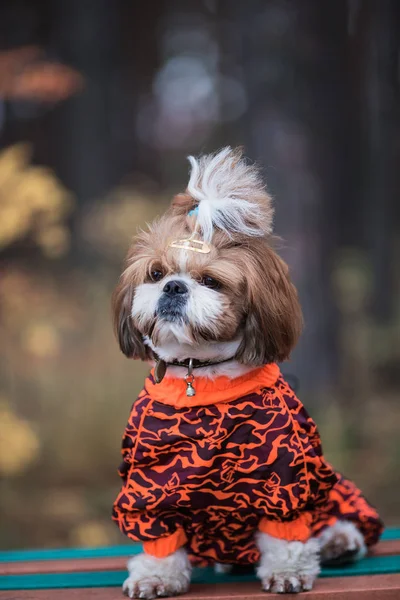 Shih Tzu Sedí Lavičce Pes Procházka Parku Podzim Pes Montérkách — Stock fotografie