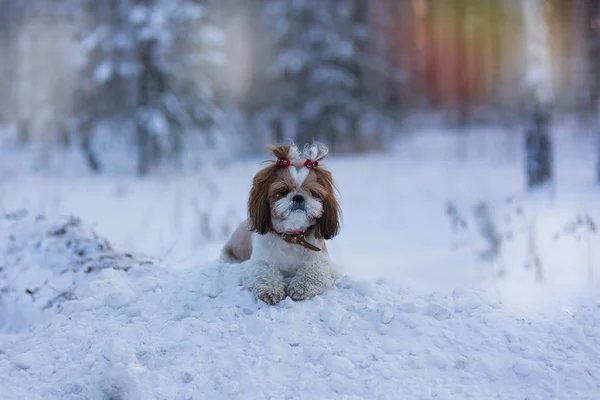 Egy Shih Tzu Kutya Fekszik Hóban Egy Téli Erdőben Kutya — Stock Fotó