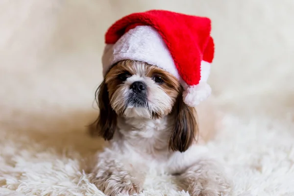 Cute Dog Santa Claus Hat Carnival Celebration Puppy Christmas Hat — Stock Photo, Image