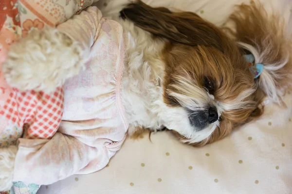 Chien Mignon Shih Tzu Est Couché Sur Lit Pet Semble — Photo