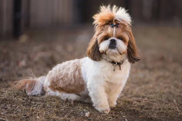 Портрет Собаки Сидящей Лужайке Парке — стоковое фото