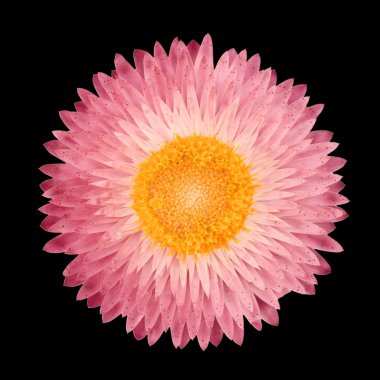 Strawflower (Xerochrysum Bracteatum) arka gruptan izole edildi