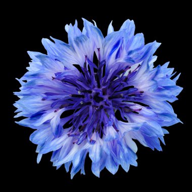 Siyah bir zemin üzerine mavi peygamberçiçeği mavi orta