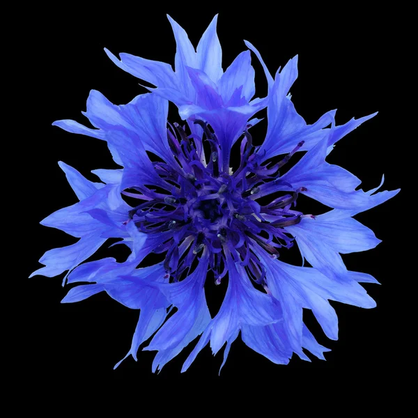 A fekete háttér a kék Búzavirág — Stock Fotó