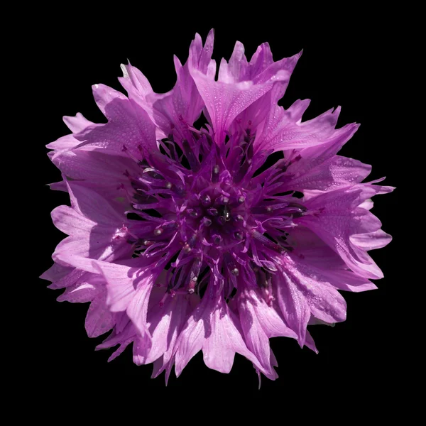 黒の背景に紫のコーンフラワー — ストック写真