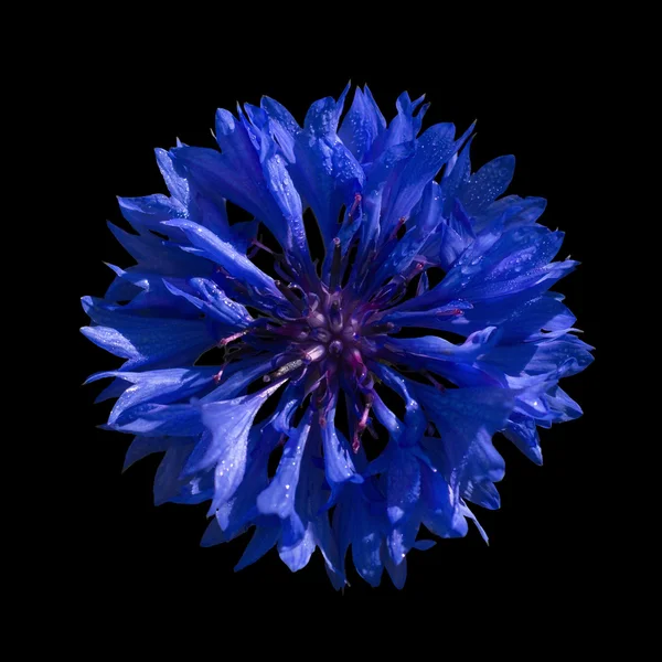 Siyah bir zemin üzerine mavi Peygamber Çiçeği