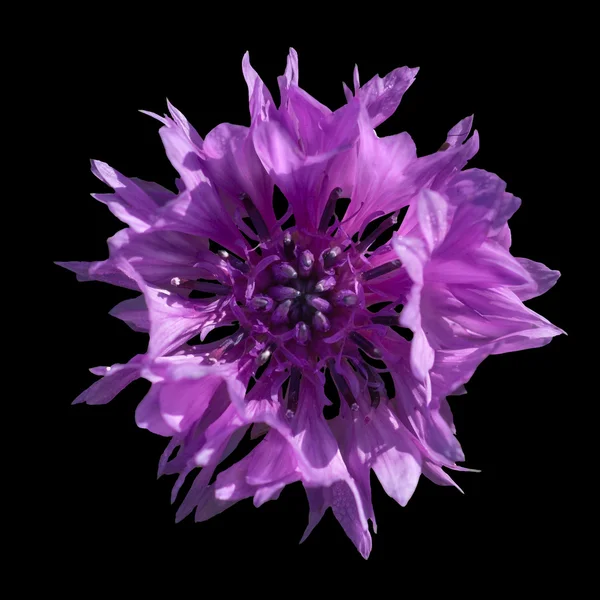 黒の背景に紫のコーンフラワー — ストック写真