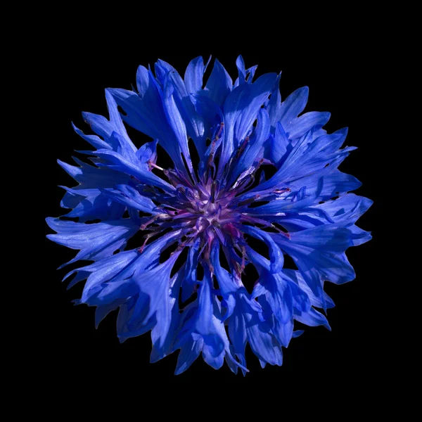 Kék Búzavirág kék közepén egy fekete háttér — Stock Fotó