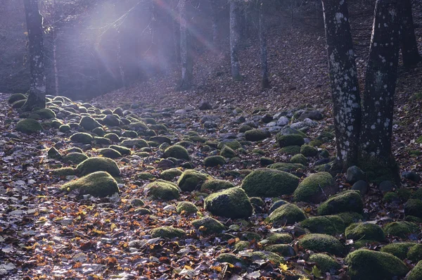Camino de piedra en el bosque — Foto de Stock