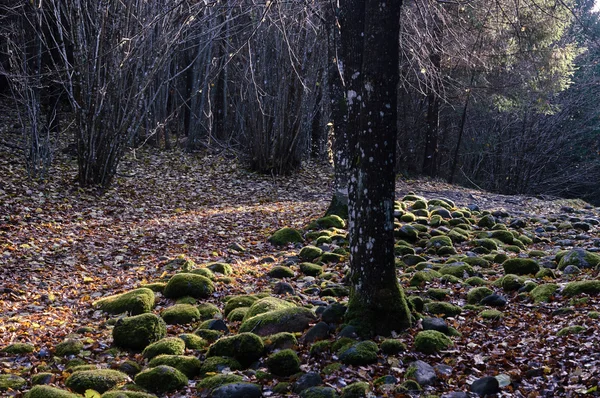 Kamenná cesta v lese — Stock fotografie