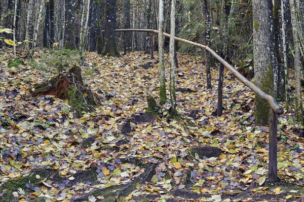 Ponte de madeira na floresta e no parque — Fotografia de Stock