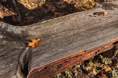 Bir bankta sarı ve kırmızı yaprakları