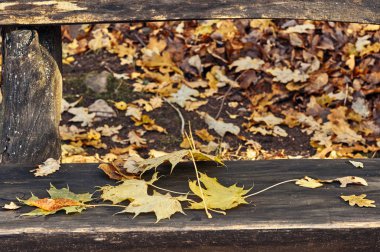 Bir bankta sarı ve kırmızı yaprakları