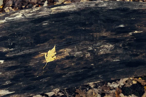 Желтые и красные листья на скамейке — стоковое фото