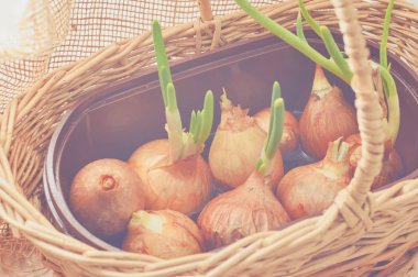 Yeşil bıçak ile soğan