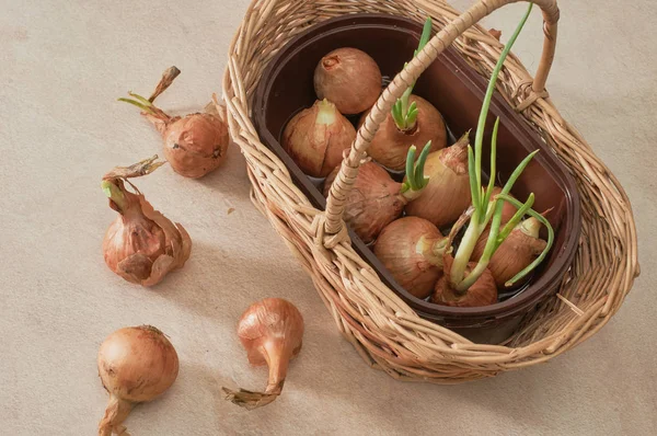 Yeşil bıçak ile soğan